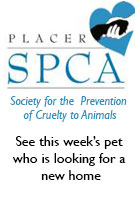 spca