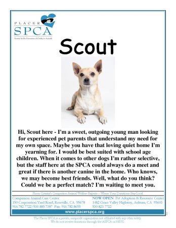 Scout