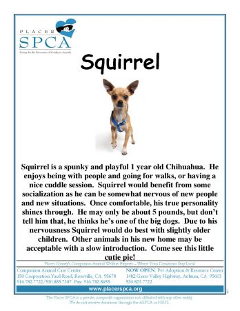 Squirrel