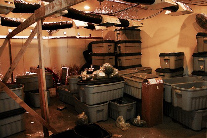 Nevada Co Marijuana Bust 1