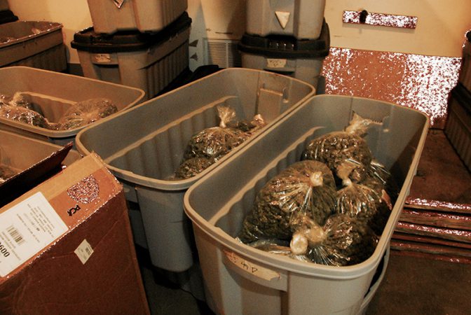 Nevada Co Marijuana Bust 2
