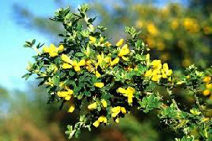 French Broom 1