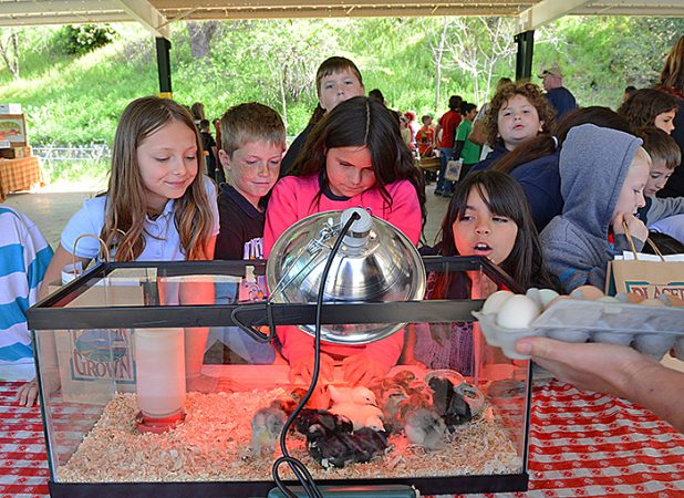 Placer County Ag Day 13