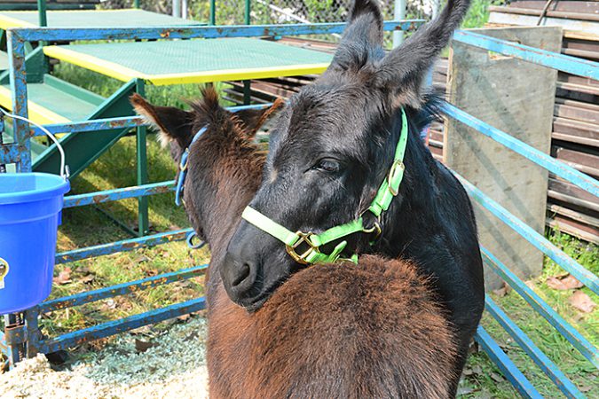 Placer County Ag Day 18