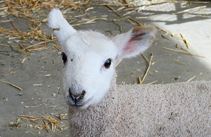Placer County Ag Day 2