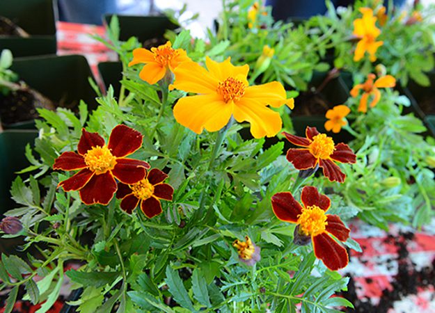 Placer County Ag Day 23