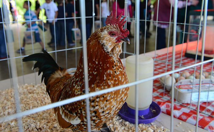 Placer County Ag Day 24