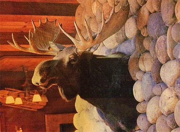 sunnyside moosehead