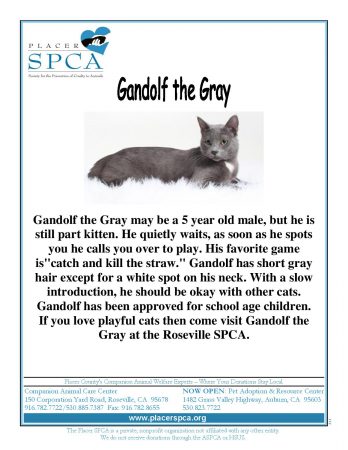 Gandolf the Gray