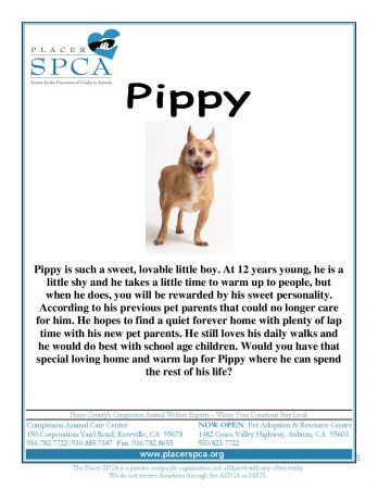 Pippy