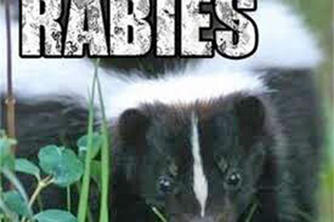 Rabid Skunk
