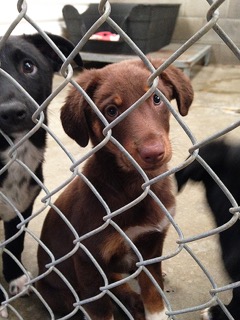 Rocklin Animal Shelter 1