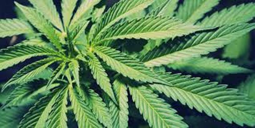Marijuana Leaf