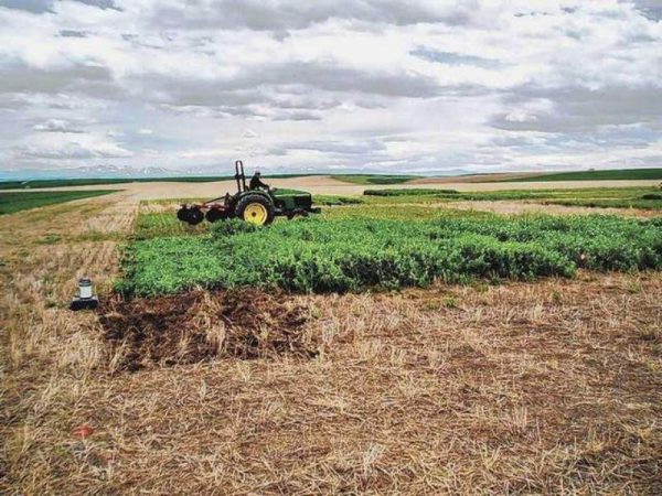 crops
