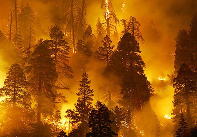 forest-fire