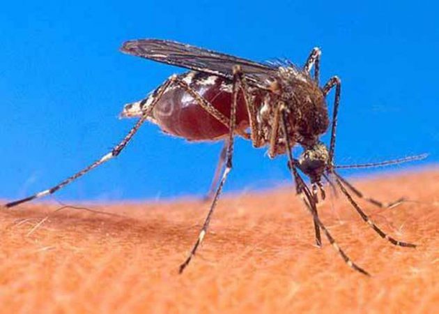 mosquito