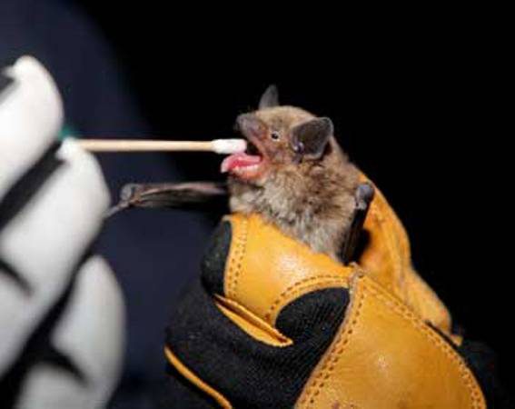 rabid bat