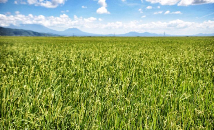 rice