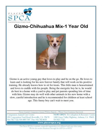 Gizmo