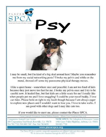 Psy