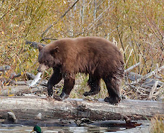 bear