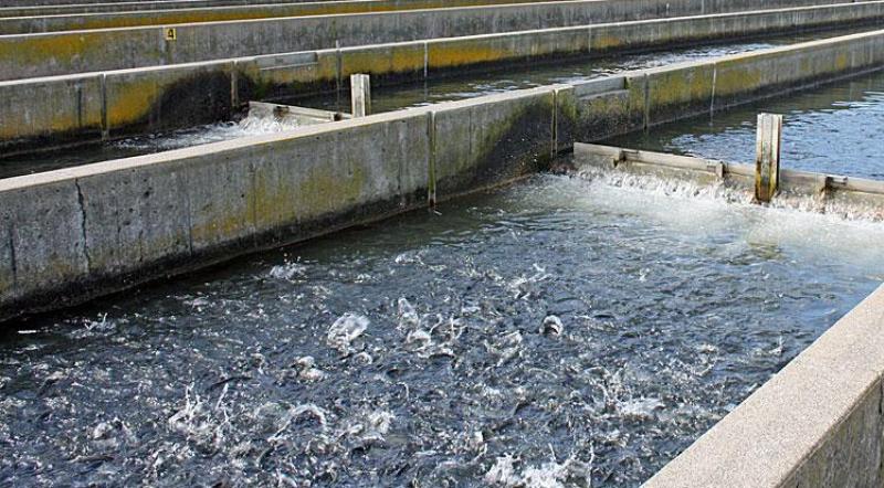 fish hatchery nimbus