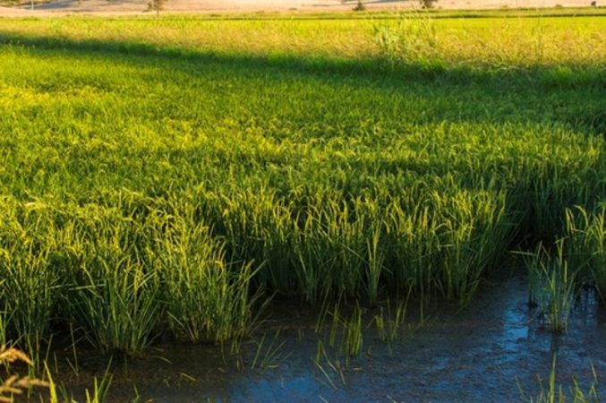rice2