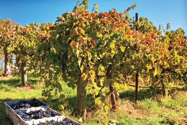 wine vines