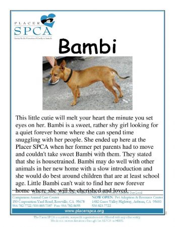Bambi