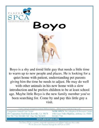 Boyo
