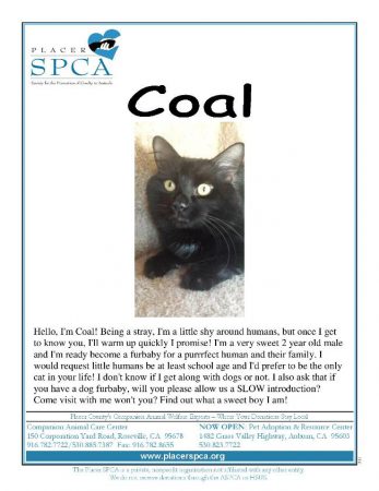 Coal