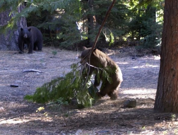 bears