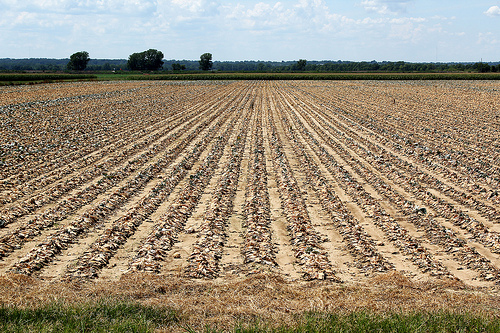 fallowcrops