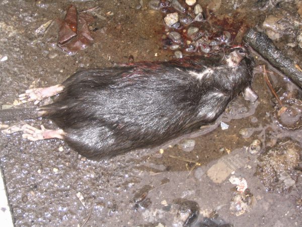 plagued rat
