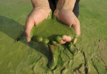 algae toxic