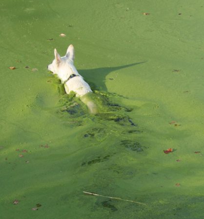 algae toxic