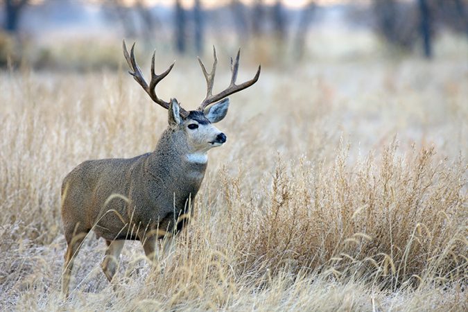deer hunting
