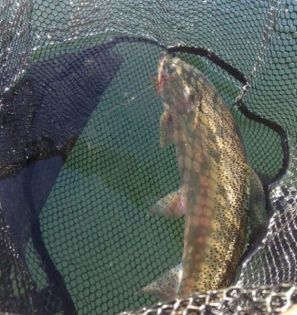 eaglelaketrout