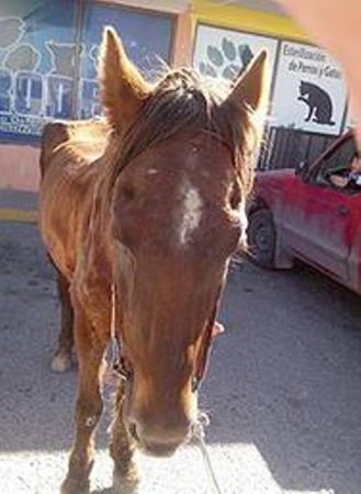horse sad