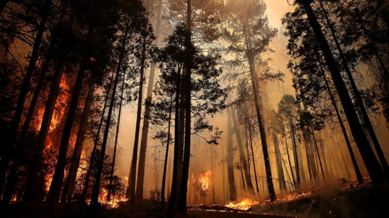 treesfire
