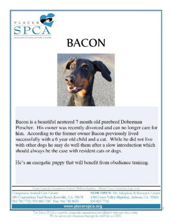 Bacon