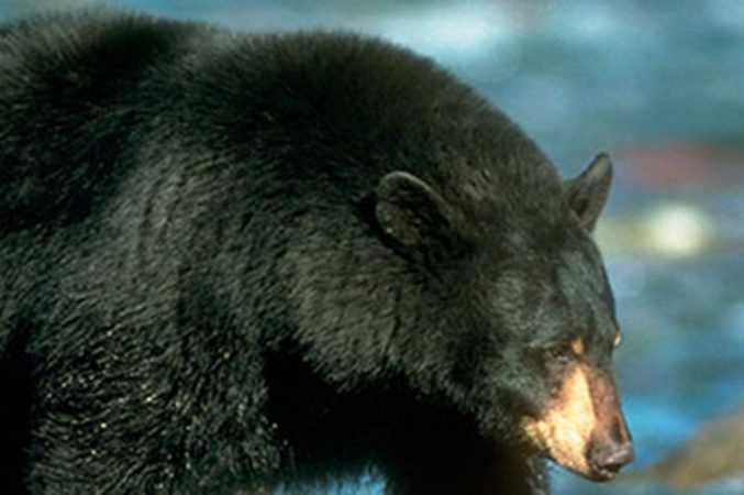 bear1