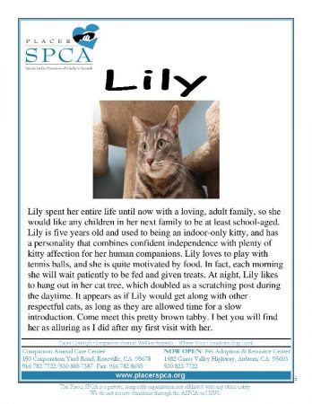 lily