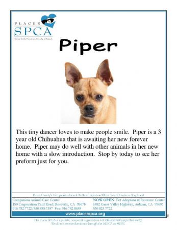 Piper