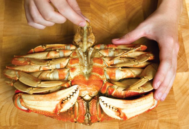dungenesscrab