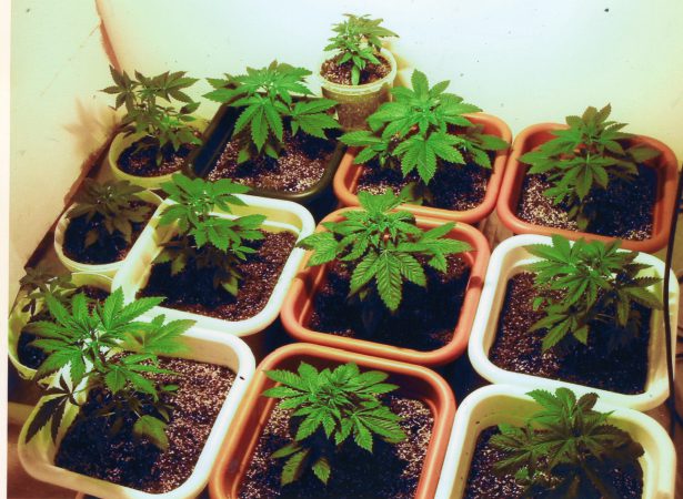 marijuana cultivation