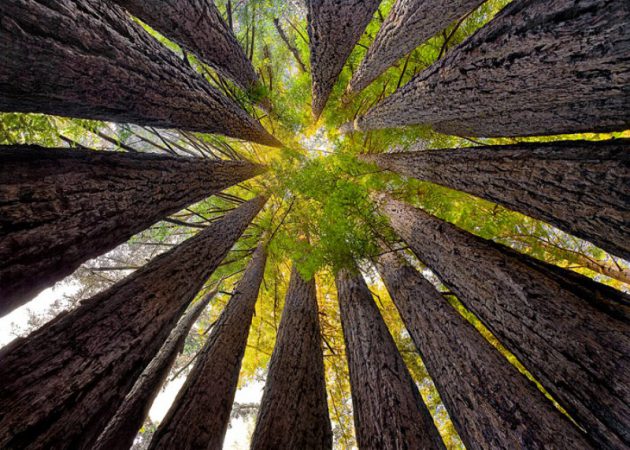 savetheredwoods