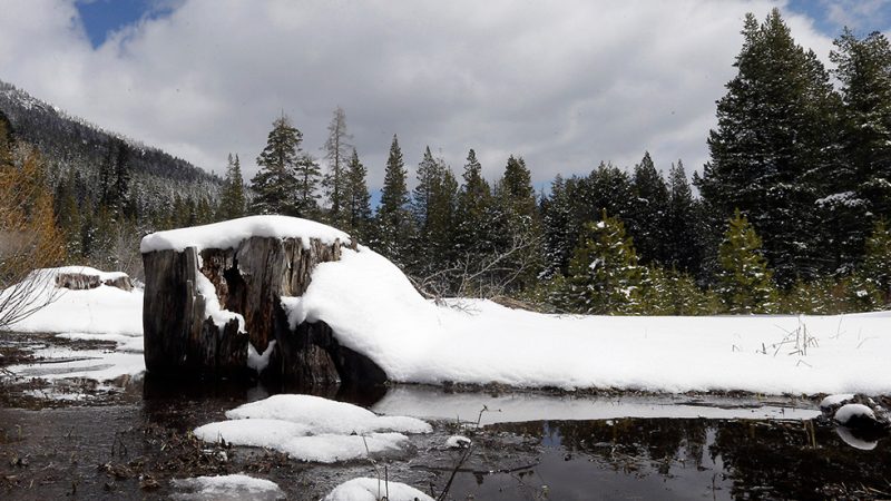 sierrasnow