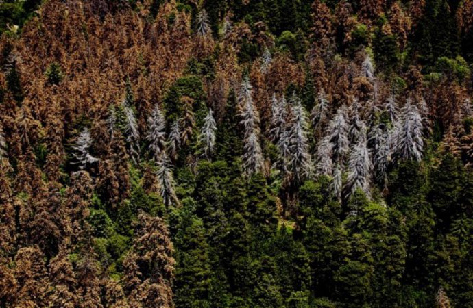 deadtrees