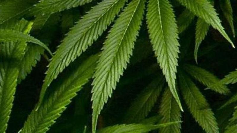 marijuanaGreen